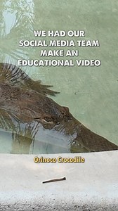 Do you know what the difference is between alligators, crocodiles and caimans? Hint: It’s right on the tip of their nose. 👀 | Wild Florida