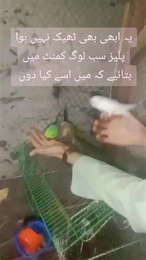 How to Care for Your Pet Parrot