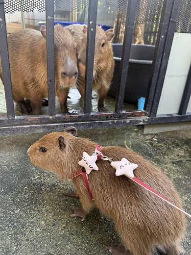 Learn About Capybara Sounds and Their Unique Behavior