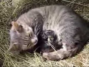 Katzengeburt - natürlich