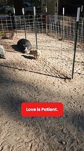 1.1K views · 106 reactions | Love is rescue. ❤️ | Cotton Branch Farm Sanctuary | Facebook