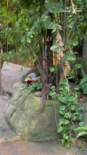 Amherstfasan på frierfødder