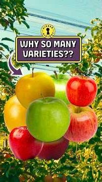 Why Are There SO MANY Apple Varieties in the U.S.??