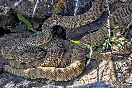 Now you can watch hundreds of rattlesnakes in a 'mega-den' – from the safety of your computer - East Idaho News