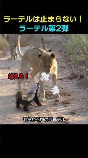 小さな暴君ラーテル🦡 ライオンもヒョウも関係ない不屈の小さな戦士！ #ラーテル #shorts