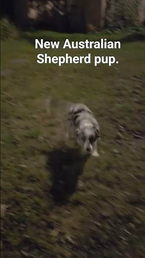 Australian Shepherd blue Merle puppy. #australianshepherd #puppy #aussie