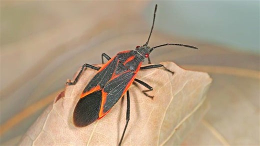 As spring arrives, so do many household pests. Here's what to do about them