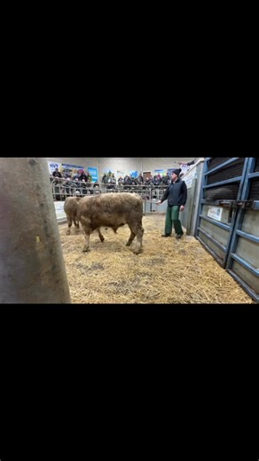 🗓 Monday 8th December 2025 🗓 💥🐑 9551 Sheep Sold 🐑💥 💥🐮 181 Cattle Sold 🐮💥 ➡️ Prime Lambs to 380ppkg or £184 ➡️ Cull Ewes to £280 ➡️ Store Lambs to £140 ➡️ OTMs to 348ppkg or £2602.39 ➡️ Store Cattle to 498ppkg/ £2650 🟩🟩🟩🟩 🐑Prime Lambs (4995)🐑 Top price - 380ppkg or £184 Averages 311ppkg or £121.94 Lights: Average 295.35ppkg to 341ppkg from JW Davies & Sons, Tynybryniau. Standards: Average 313.32ppkg to 354ppkg from JW Davies & Sons, Tynybryniau. Mediums: Average 310ppkg to 380ppkg