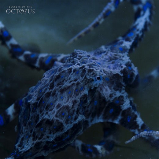 Did somebody say glow up? 🐙✨ This blue-ringed octopus can trigger muscles to dial up the color in her rings. With thousands of light-reflecting cells, she’s quite the eerie enchantress 🔮 #SecretsOfTheOctopus is now streaming on Disney and Hulu. | National Geographic Animals