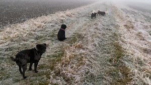 Happy Pug - Happy Life on Reels