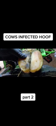 Treating Cow Hoof Infections: Part 2
