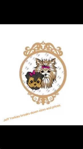 Yorkie Sizes and Prices Explained by Jeff's Yorkies