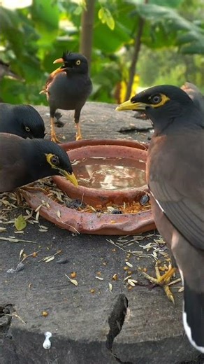 soothing birds and cat noises for cats