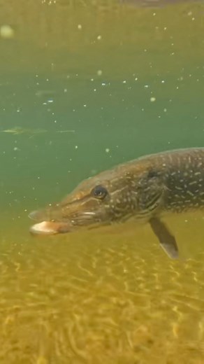 2.3K views · 20 reactions | Colby and his crew are experiencing some incredible fishing up at @ganglersfishing #mossycreekflyfishing #ganglersmanitoba #ganglerslodge #pikefishing #flyfishing #fishin | Mossy Creek Fly Fishing | Facebook