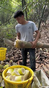 61K views · 469 reactions | Bamboo shoots harvest go to cutting satisfying #satisfying #rebung #bambu #tiraibambu #bambumuda #bambupetuk #bambukuning #bambooshoot #asmrbamboo #farmer | KANG potong | Facebook
