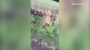 Bad Be-av-er: Men are attacked by a wild beaver in Angus