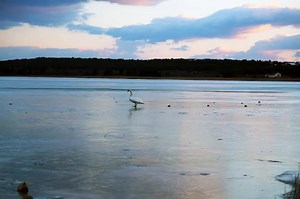 The area of the Park prirode Vransko jezero is partly covered by bulrush, sedge and reed, and it reminds of grasslands interspersed by shallow pools of water and flowers with butterflies flying around. There are also dragonflies and numerous insect species. The entirety of life present in the area is constituent part of the ecosystem that is equally dynamic throughout the year. 📷 Ivana Ribić / Share your park experience on: http://www.parkovihrvatske.hr/share-experience | Parkovi Hrvatske/Parks