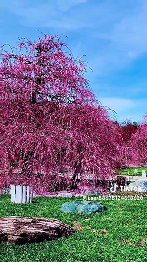 #2月下旬 鈴鹿の森に綺麗な枝垂れ梅の花景色#癒し #この映像は昨年撮ったものです
