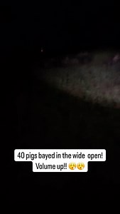 24K views · 10K reactions | That’s a heckuva bay for a open wheat field! @riverbottomtrackers86 #hunting #hound #workingdog #walkerhound #plotthound #houndsman #curdog #outdoors #dog #outside #pig #hog #hogdog #bayed #wheat #texas #bigpig #sounder | Lite Hounds | Facebook