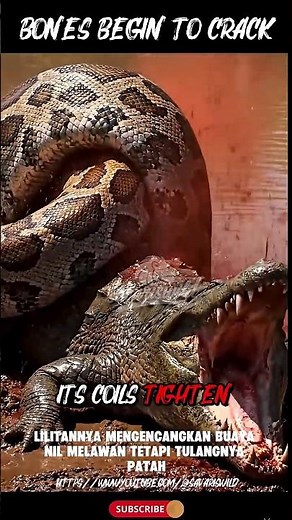 Python vs Crocodile: Real Jungle Kill Caught on Camera #shorts #wildlife #savariswild