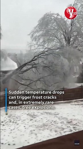 Trees ‘exploding’ across US as Arctic blast freezes nation