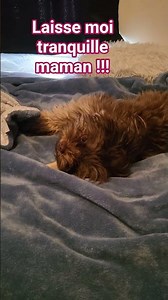 je relaxe et puis après !!! #pets #shihtzumix #cute #love #chien #puppy