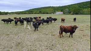 Bulls in a field Countryside Super Slow Motion Taureaux Champs Paysage Camargue Campagne Ralenti 01