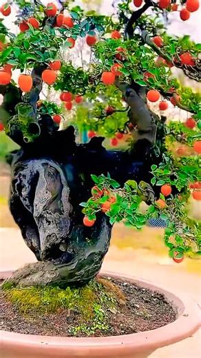 How to Grow New Persimmon Trees with Air Layering! #bonsai #fruittreebonsai #fruit