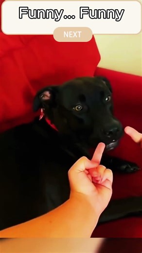 Dog lipstick, Stay tuned for more #shorts