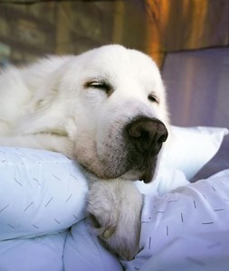 Crazy QUIRKS of a Great Pyrenees! 🐶 | TmarTn