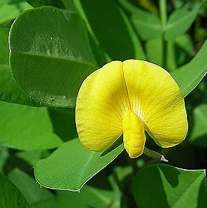 CHUXAY GARDEN Arachis Pintoi Seed,Pinto Peanut 5 Seeds Forage Plant Grows in Garden and Pots Ground Cover