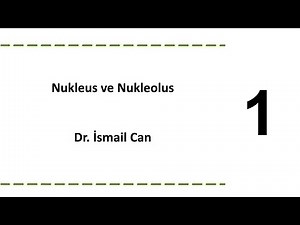Nukleus Nedir? Yapısı ve Görevleri-1 (Çekirdek Zarı) | Hücre Biyolojisi Dersi 15 | Dr. İsmail Can