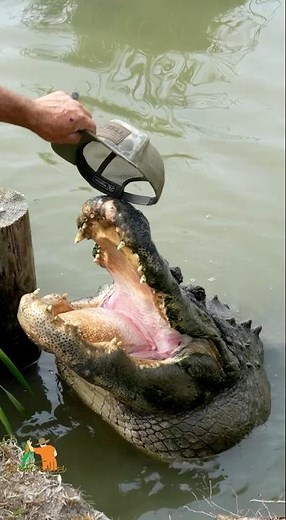 How to tell if the alligator will lunge at you! #shorts #shortsfeed #alligator #crocodile #wildlife