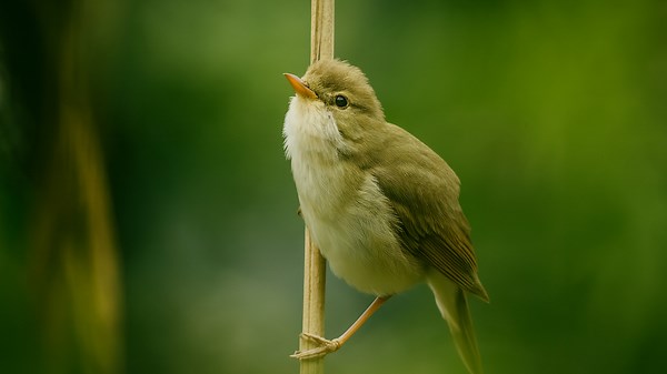 Sedge Warbler Singing – A Wild Moravian Concert