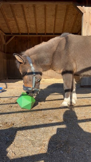 Amos continues to settle in beautifully. He’s had three clicker training sessions about 10 minutes each time. In typical mule fashion, he is sharp as a whip and a very fast learner. Every interaction with an animal is training. Especially one like Amos. Every time anyone steps into his pen we are building the foundation of our relationship. It can either be built on a history of good things, or a history of scary things. We do our best to make sure every interaction with people is good, which cr