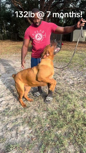 Athena: 132lb South African Boerboel Monthly Update