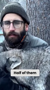 4K views · 54 reactions | A person encounters a black bear while walking with their dogs, and the dogs instinctively react to the situation. | Dogumentary TV | Facebook