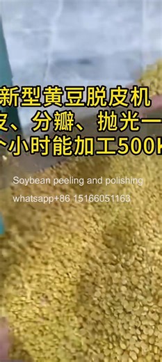 New Model soyabean peeling and polishing machine/lupin bean peeling machine/pea dehuller for Canada #grainprocessingmachine #beanpeelingmachine #soybean #lupinbean #foodandbeverage | kathydong0523