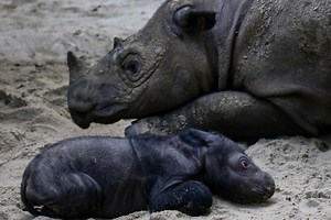 Endangered Sumatran rhino born in Indonesia