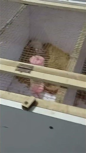 Fancy mice cage setup