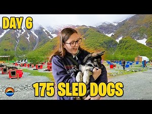 Worth A Visit: Juneau DOG SLED SUMMER CAMP | Quantum Of The Seas 2023 | Royal Caribbean Alaska Vlog6