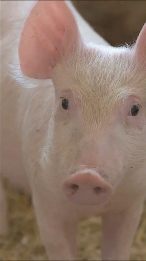 The Time Scientists Created a Human-Pig Hybrid! #organtransplant #pigs #humans #science #shorts