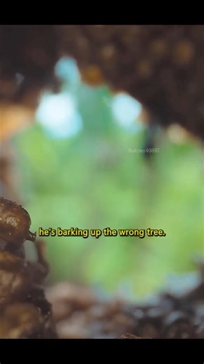 2.5M views · 10K reactions | Today's creature: Sun Bears The sun bear is a species in the family Ursidae occurring in the tropical forests of Southeast Asia. It is the smallest bear species, standing nearly 70 cm at the shoulder and weighing 25–65 kg. It is stockily built, with large paws, strongly curved claws, small, rounded ears and a short snout. (Wikipedia) | Angry Trini | Facebook