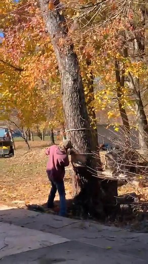 Leaning side set down! #treefelling #treeservice #trees #Dangerous | June Bug