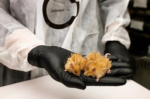 Biotechföretag tar fram håriga möss. Säger att de fått mammut-liknande egenskaper.