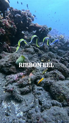 Discover the Colorful Transformation of Ribbon Eels in Amed/Tulamben