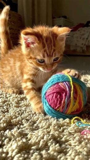 Cat samll information🐈 #cat #shorts #cats