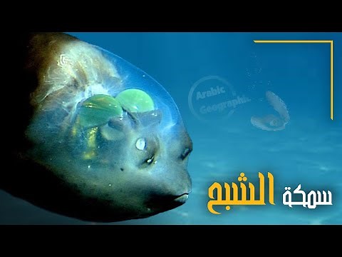 سمكة عيون البرميل او السمكة الشبح ( من اسرار عالم البحار ) | الحيوانات والحياة البرية