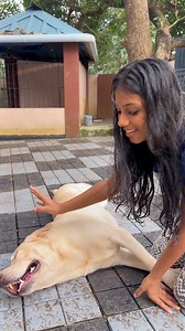 603K views · 4.7K reactions | Dog നെ mind control ചെയ്യുന്ന അൽഭുത ശിശു ‍ | Laze media | Facebook