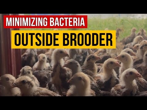 MINIMIZING BACTERIA SA OUTDOOR BROODER